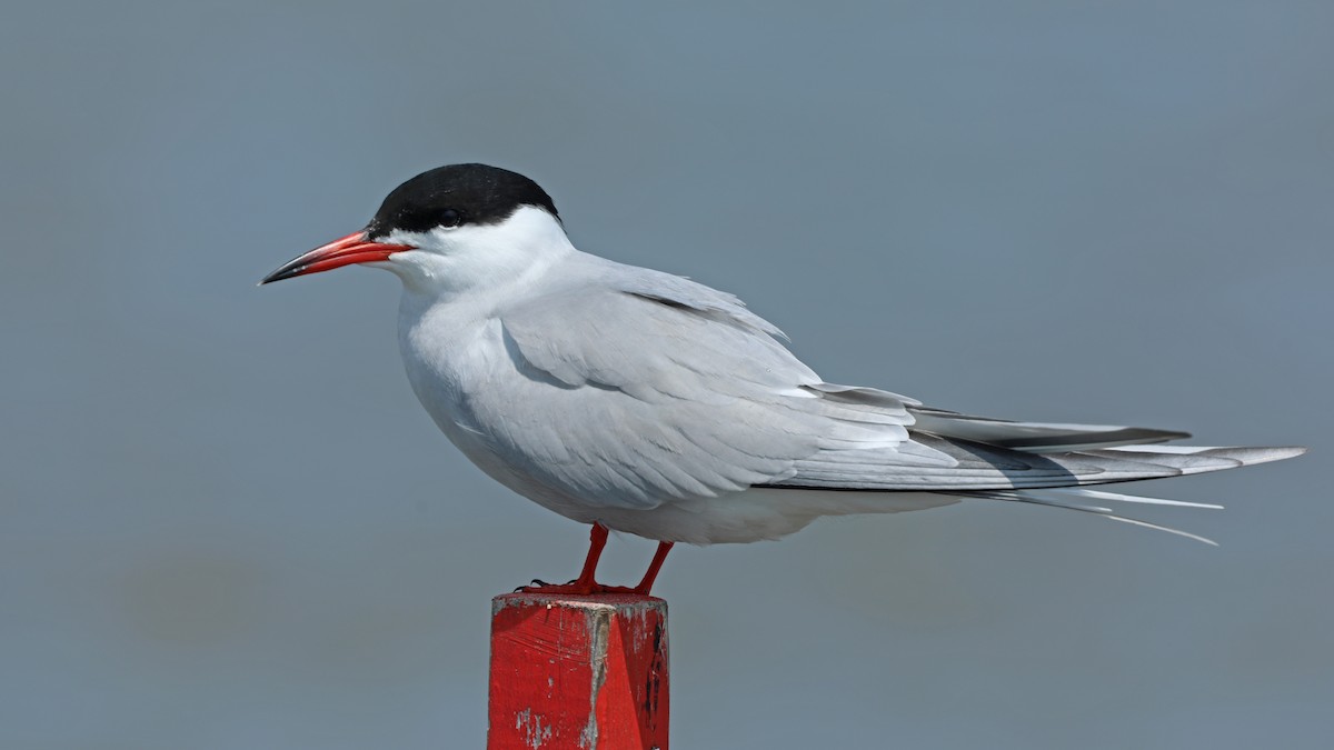 Common Tern - Daniel Jauvin