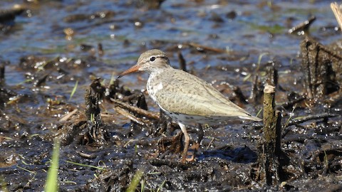 Spotted Sandpiper - Keith Eric Costley