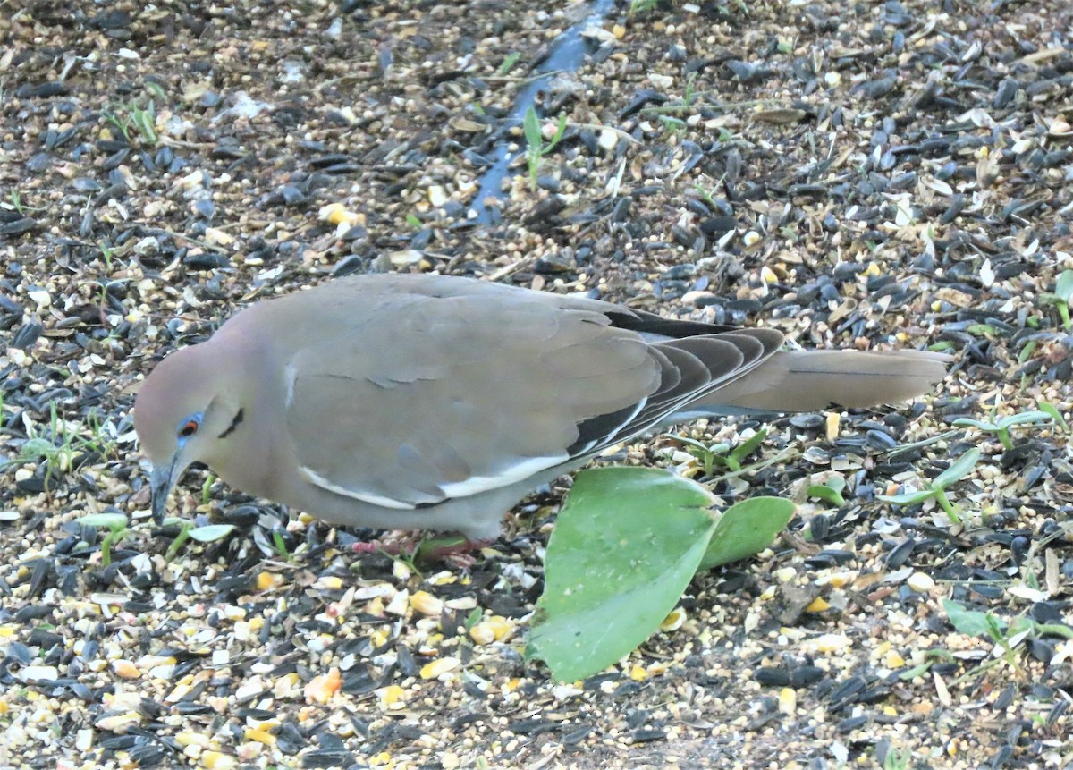 White-winged Dove - ML162153081