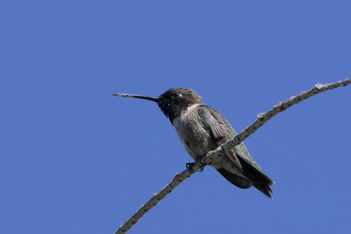 Black-chinned Hummingbird - Derek Lecy