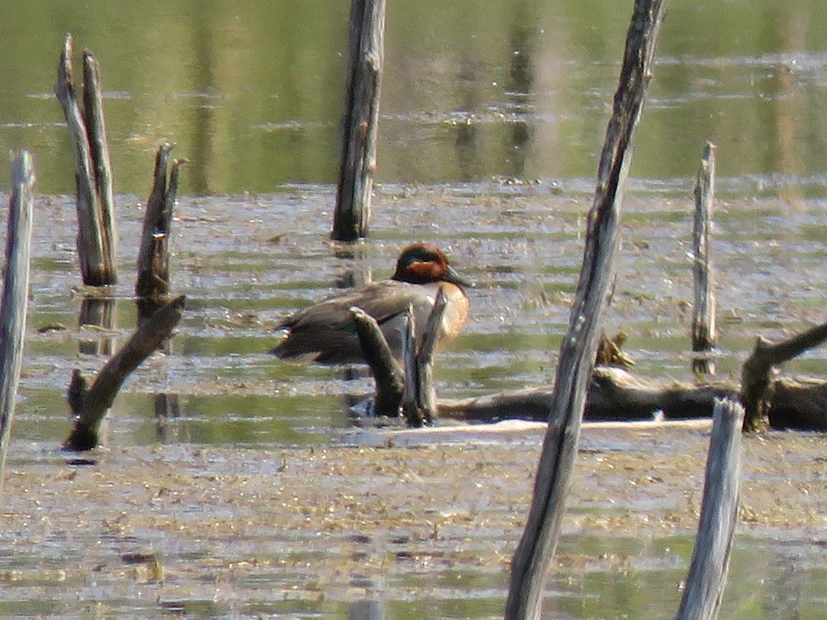 Green-winged Teal - ML162164391