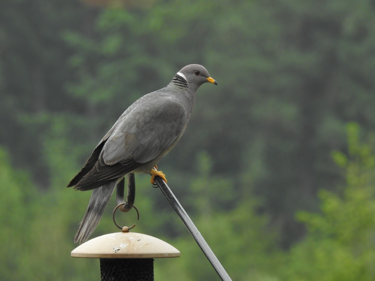 Band-tailed Pigeon - ML162167851