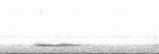 Carolinanachtschwalbe - ML162172991