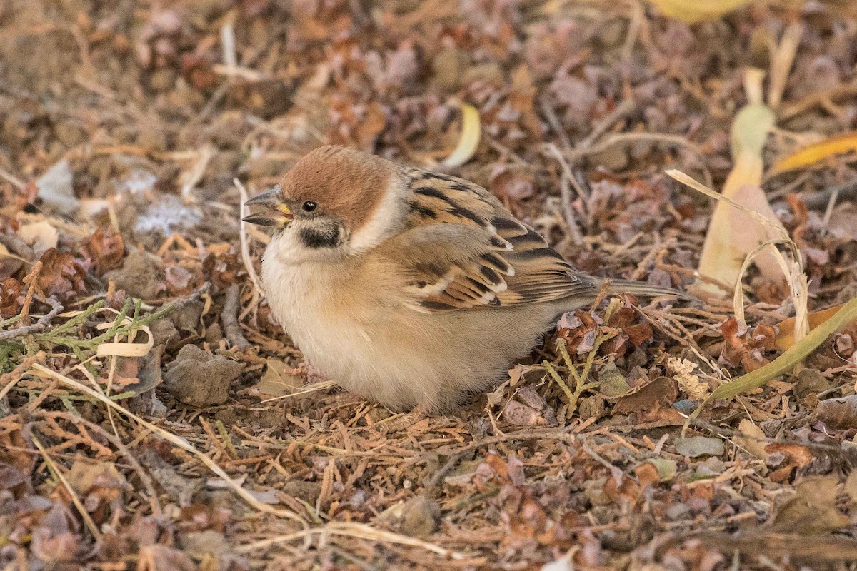 Eurasian Tree Sparrow - ML162173611