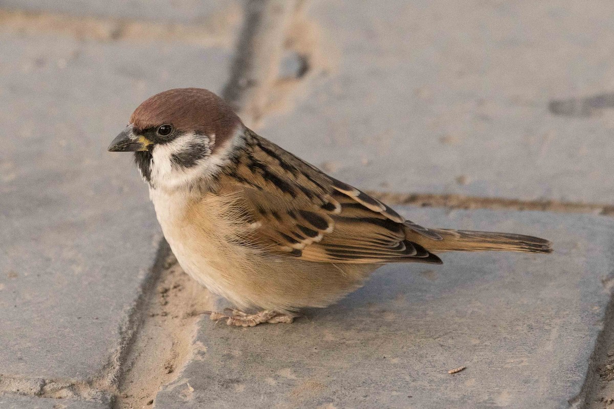 Eurasian Tree Sparrow - ML162173651