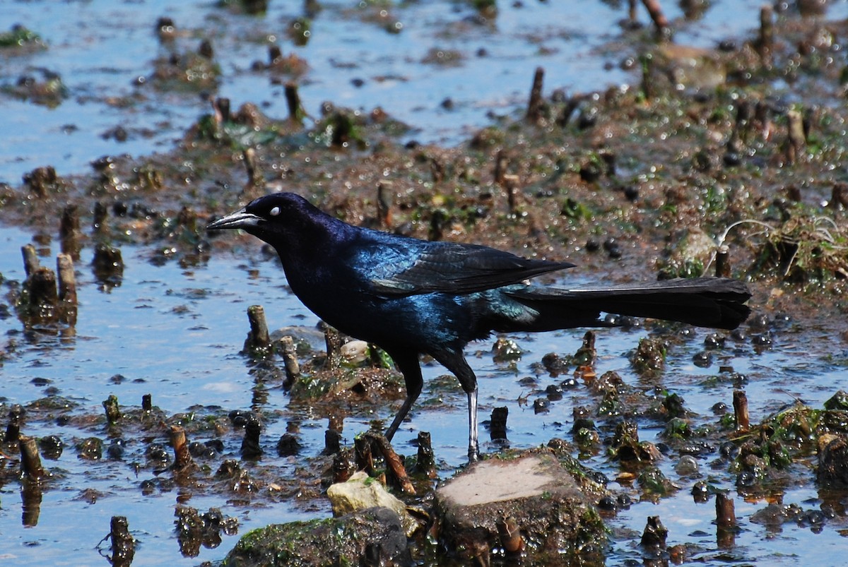 Boat-tailed Grackle - ML162174581