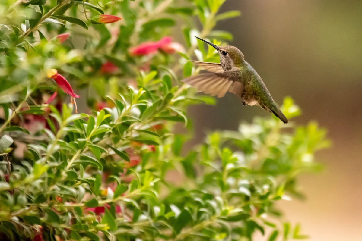 Anna's Hummingbird - ML162174771