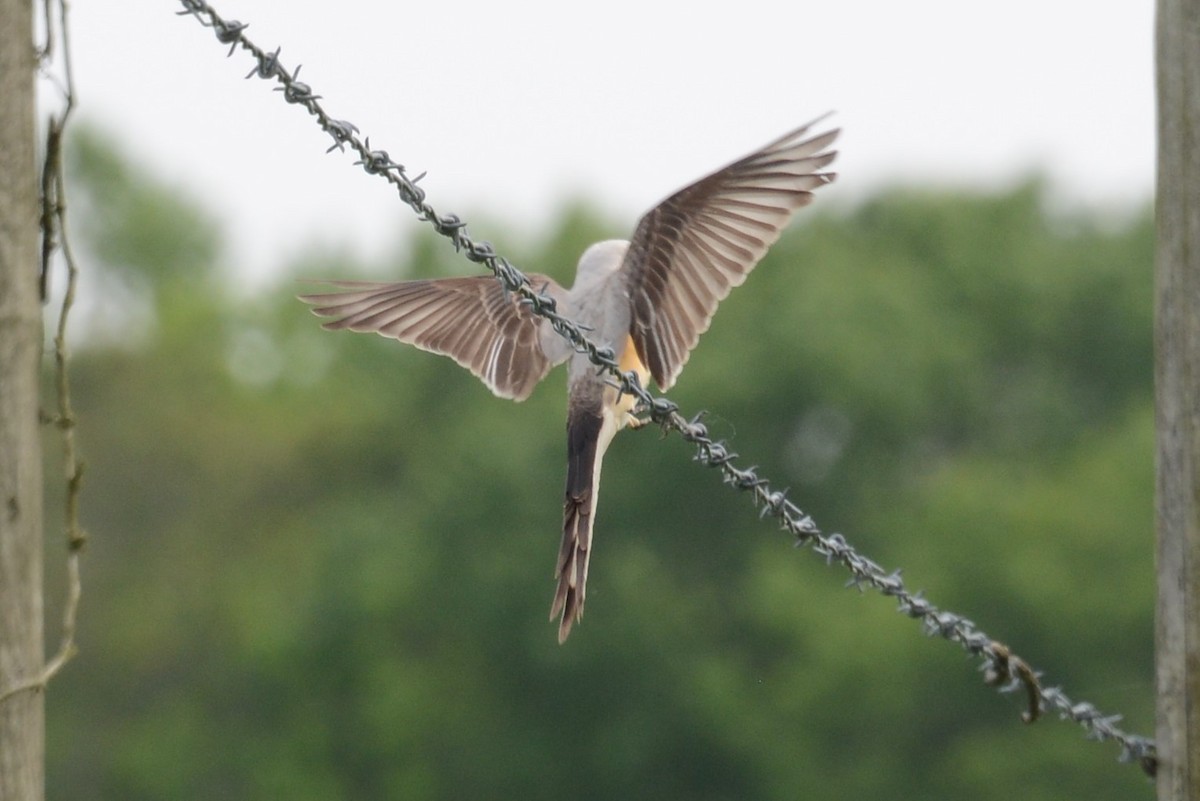 Scissor-tailed Flycatcher - ML162174961