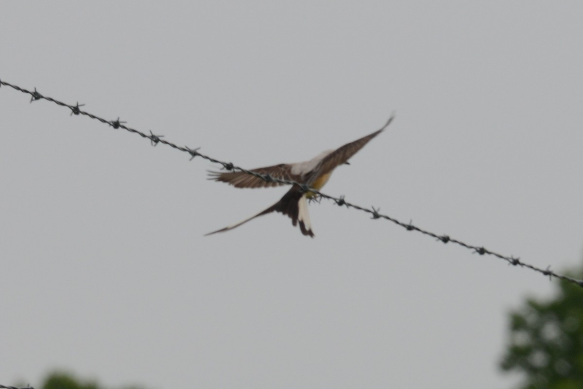 Scissor-tailed Flycatcher - Avery Cotton