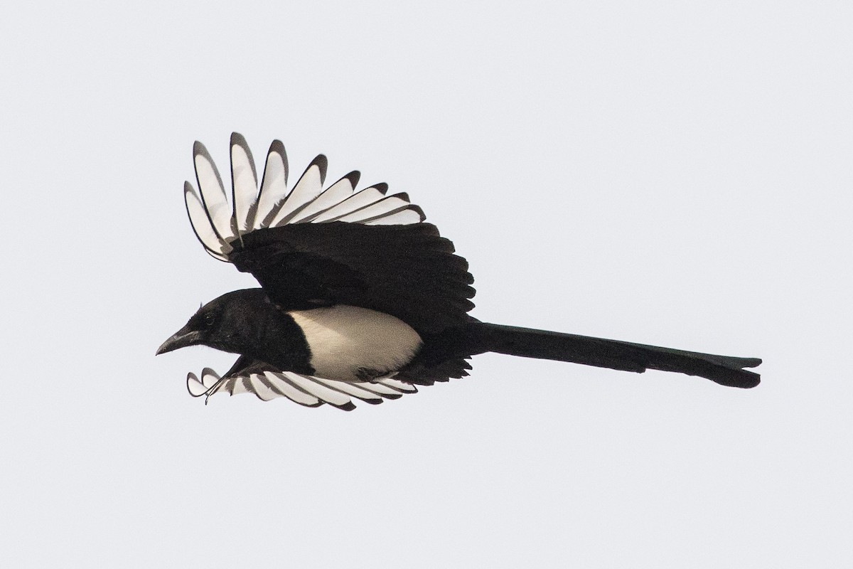 Oriental Magpie - ML162180061