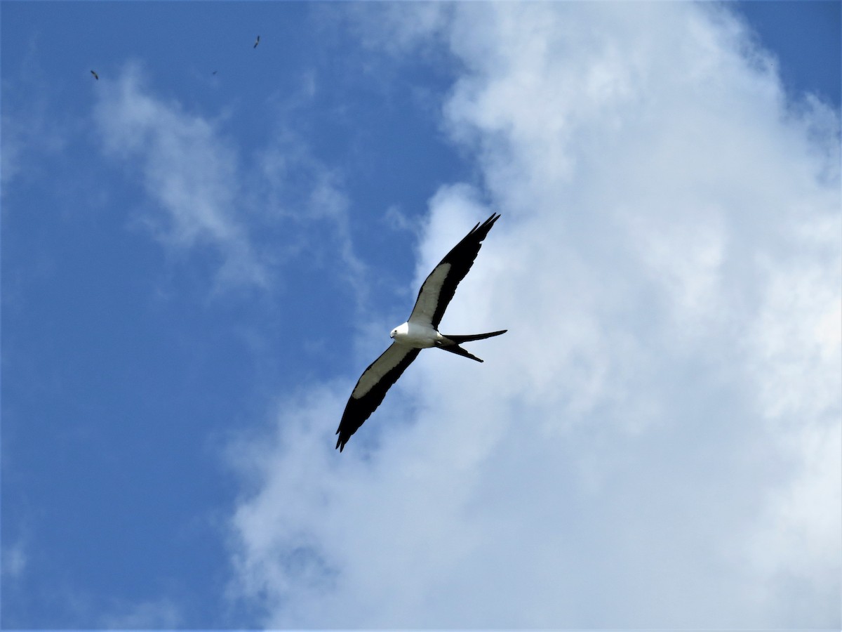 Swallow-tailed Kite - Chuck Weber