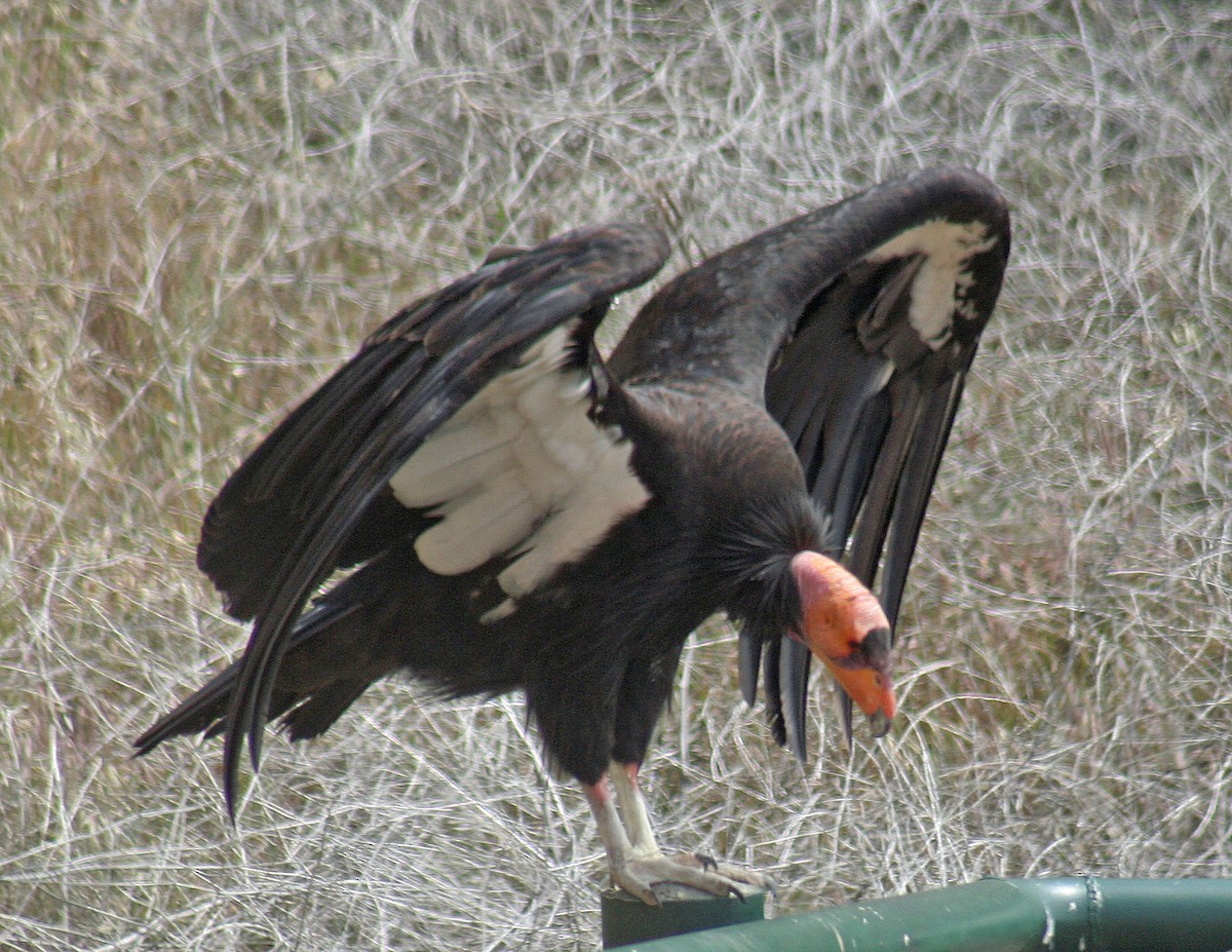 Condor de Californie - ML162182251