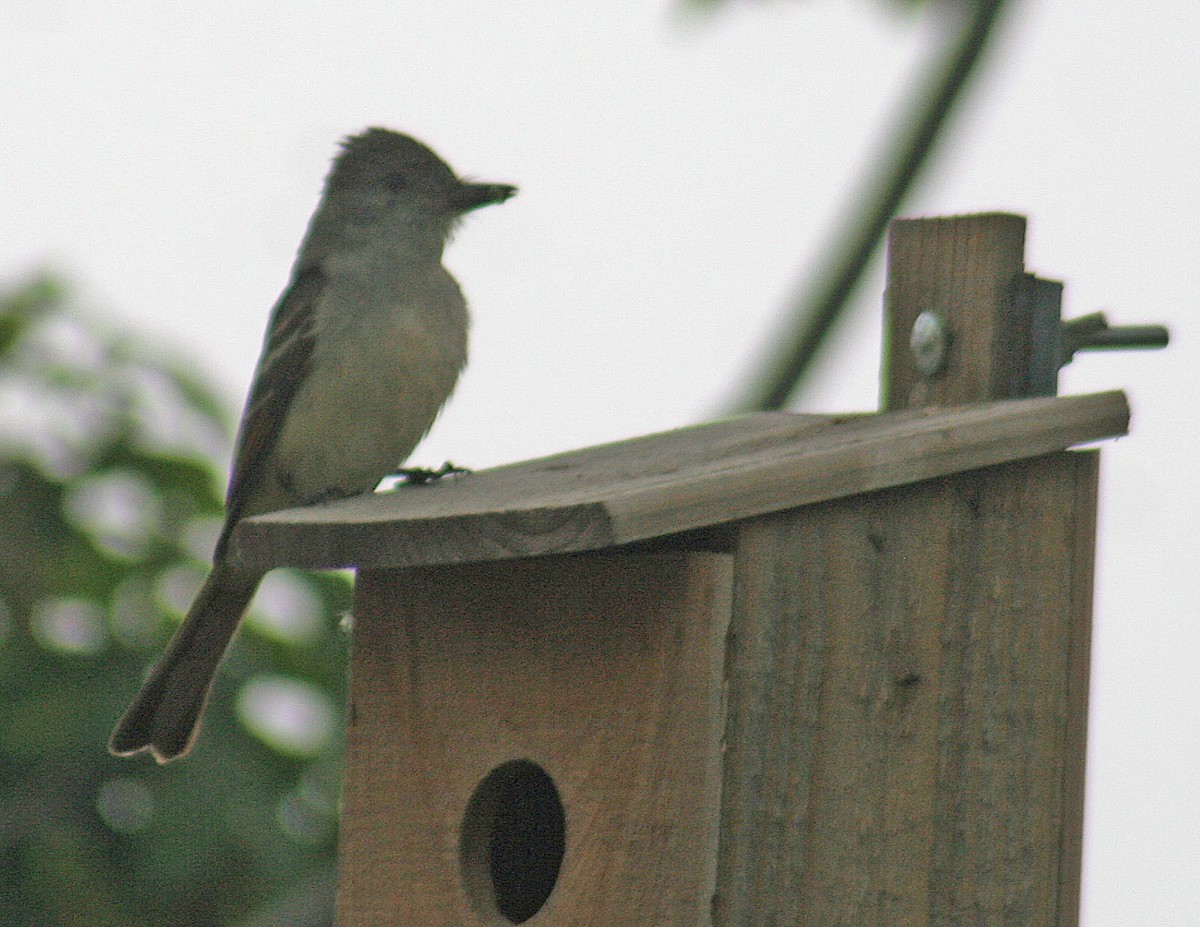 Ash-throated Flycatcher - john fitch