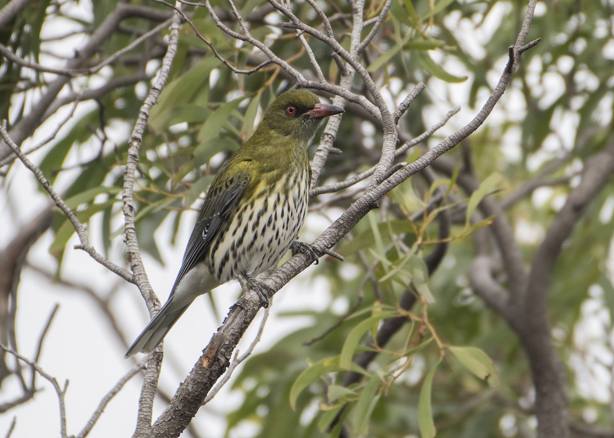 Olive-backed Oriole - Lucas Brook