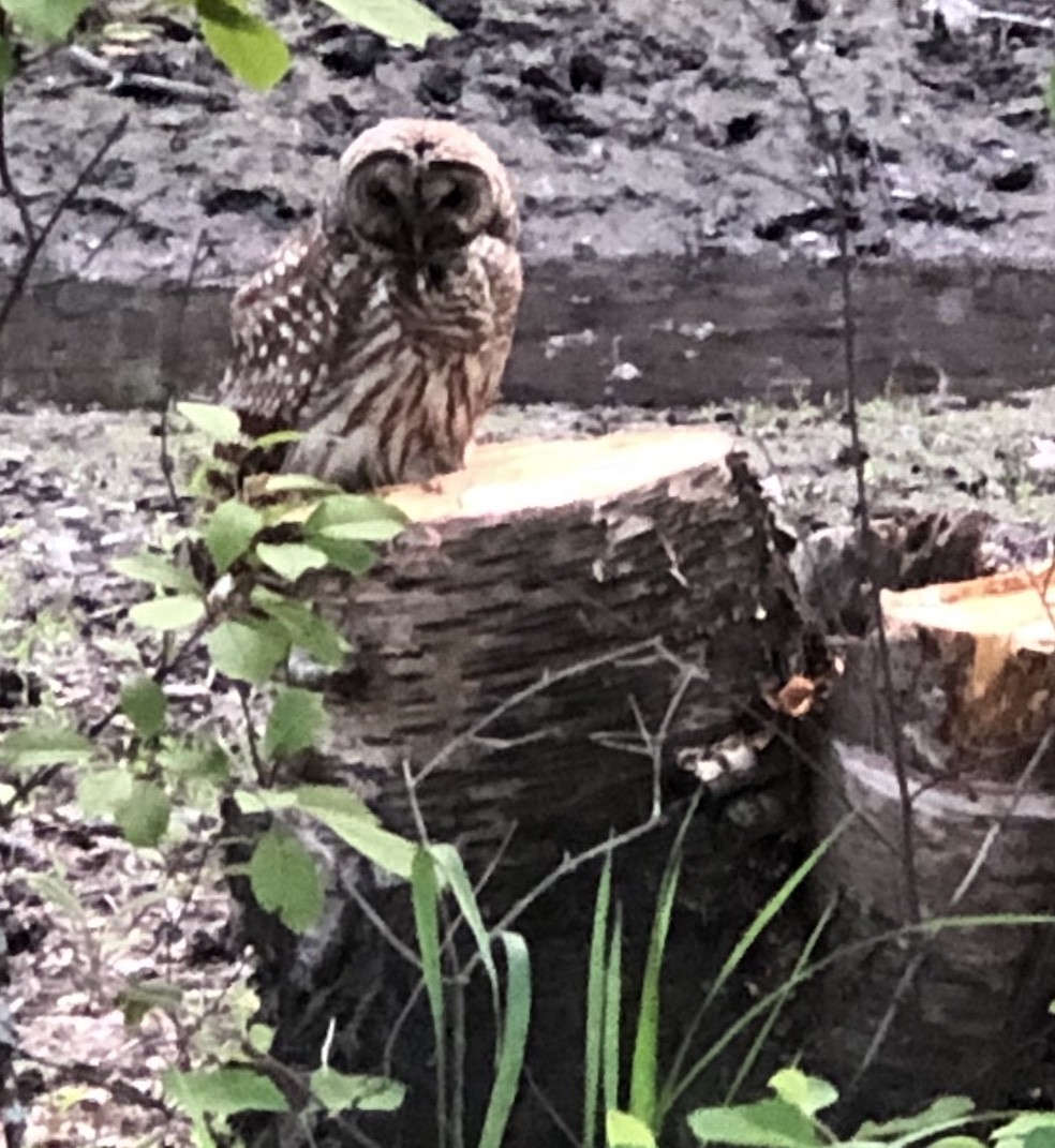 Barred Owl - Darcy Thomas