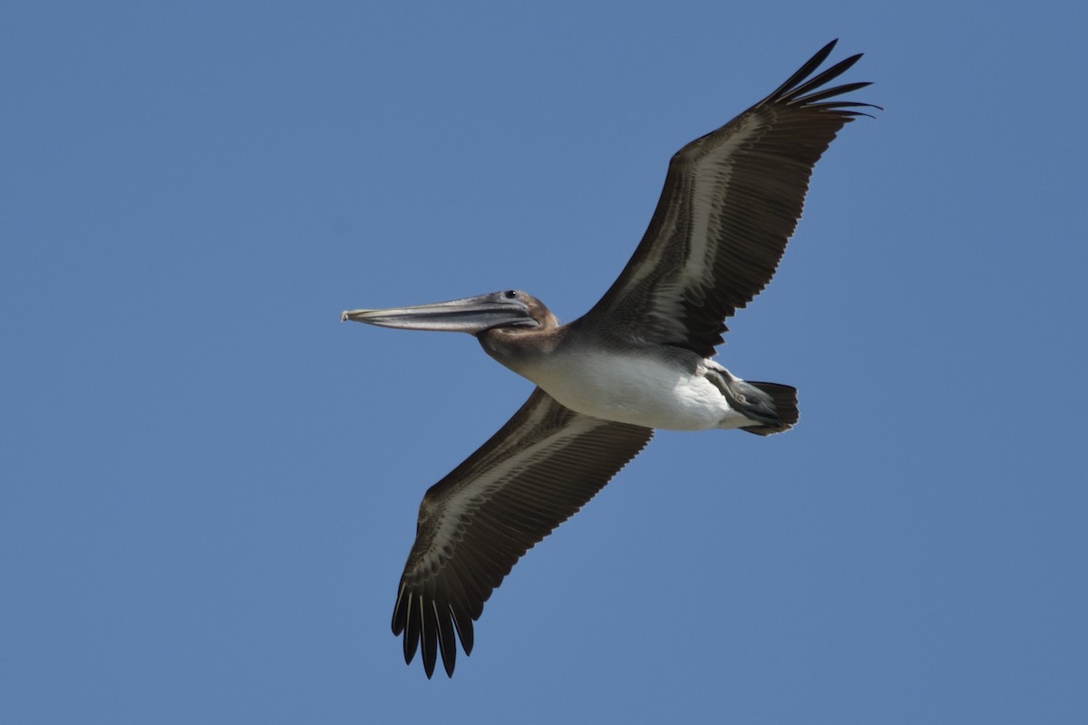 Brown Pelican - German Garcia
