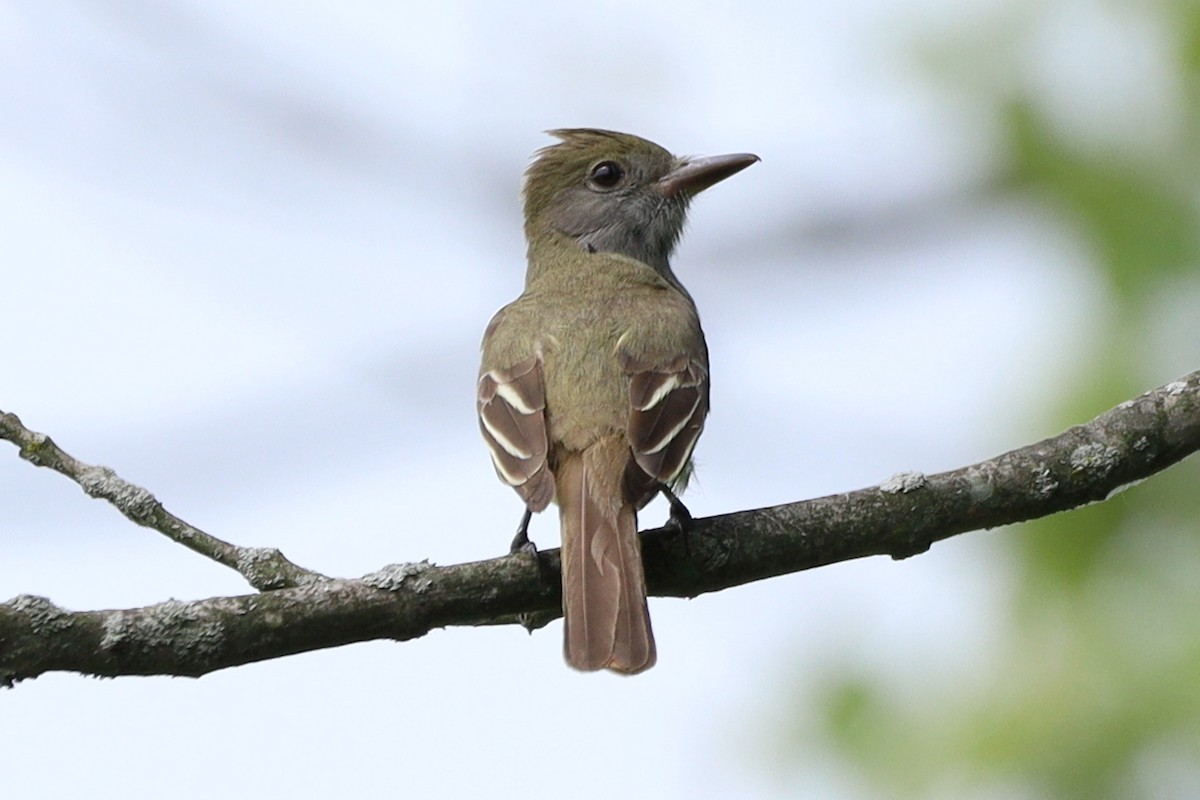 Great Crested Flycatcher - ML162189441