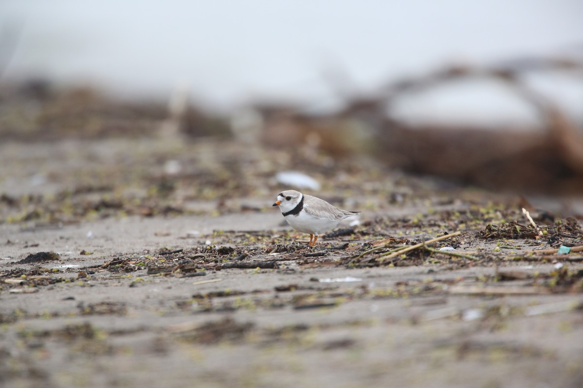 Piping Plover - ML162191621