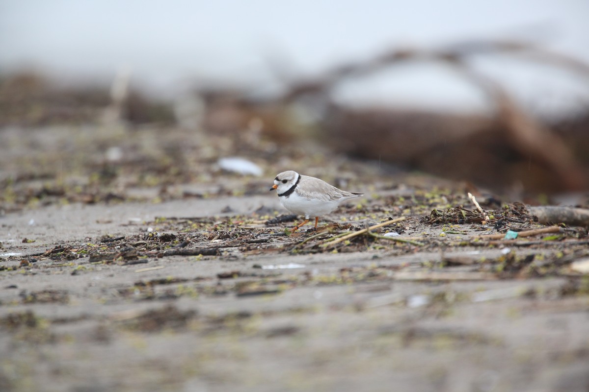 Piping Plover - ML162191841