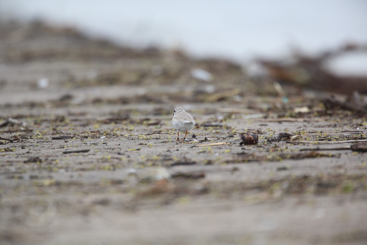 Piping Plover - ML162192221