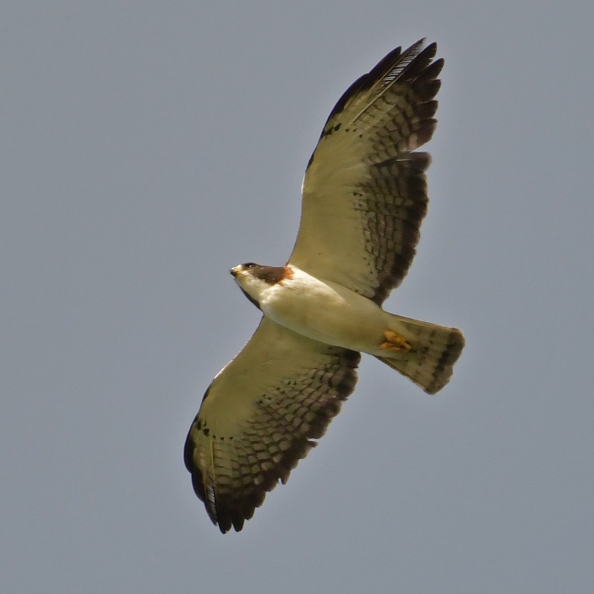 Short-tailed Hawk - ML162193591