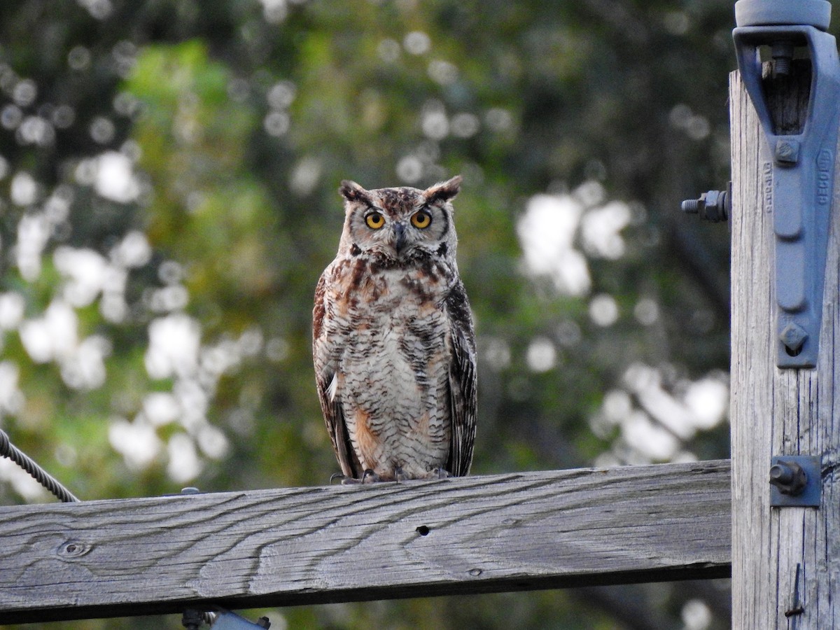 Great Horned Owl - ML162195371