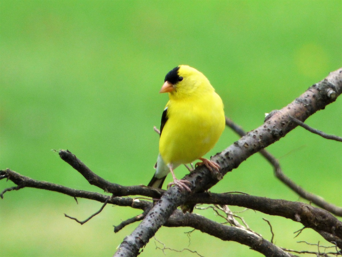 American Goldfinch - Patrice Blouin