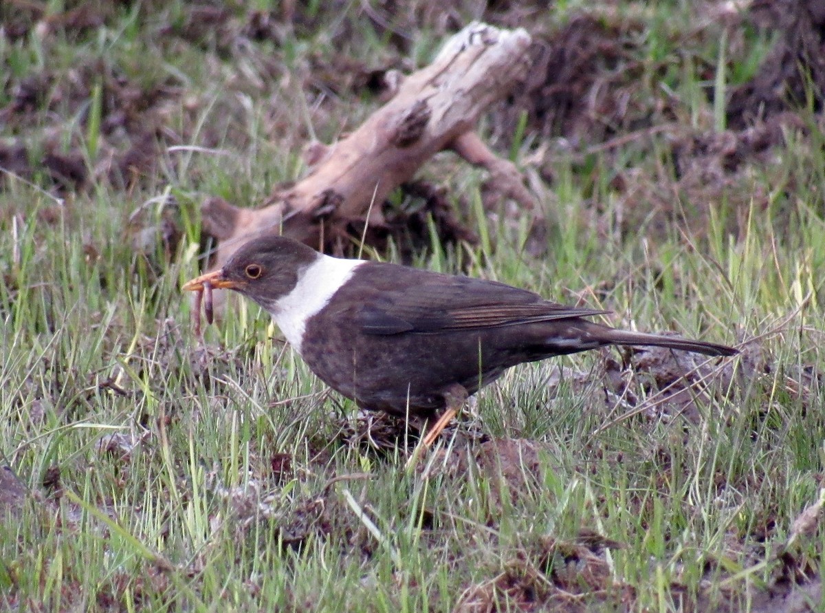 White-collared Blackbird - karen pinckard