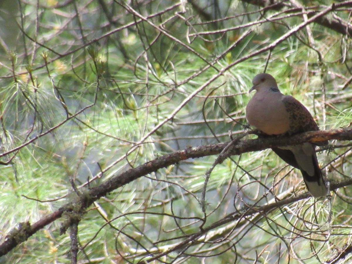 Spotted Dove - ML162205501