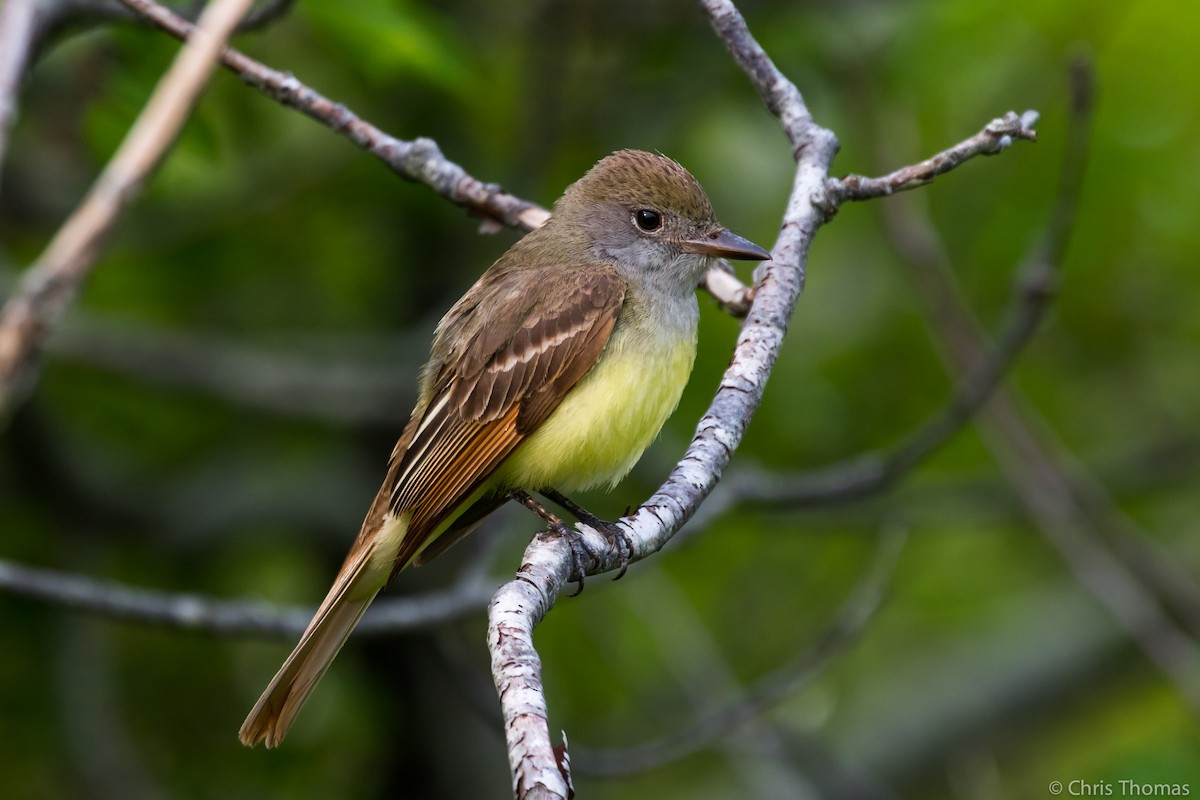 Great Crested Flycatcher - ML162208311
