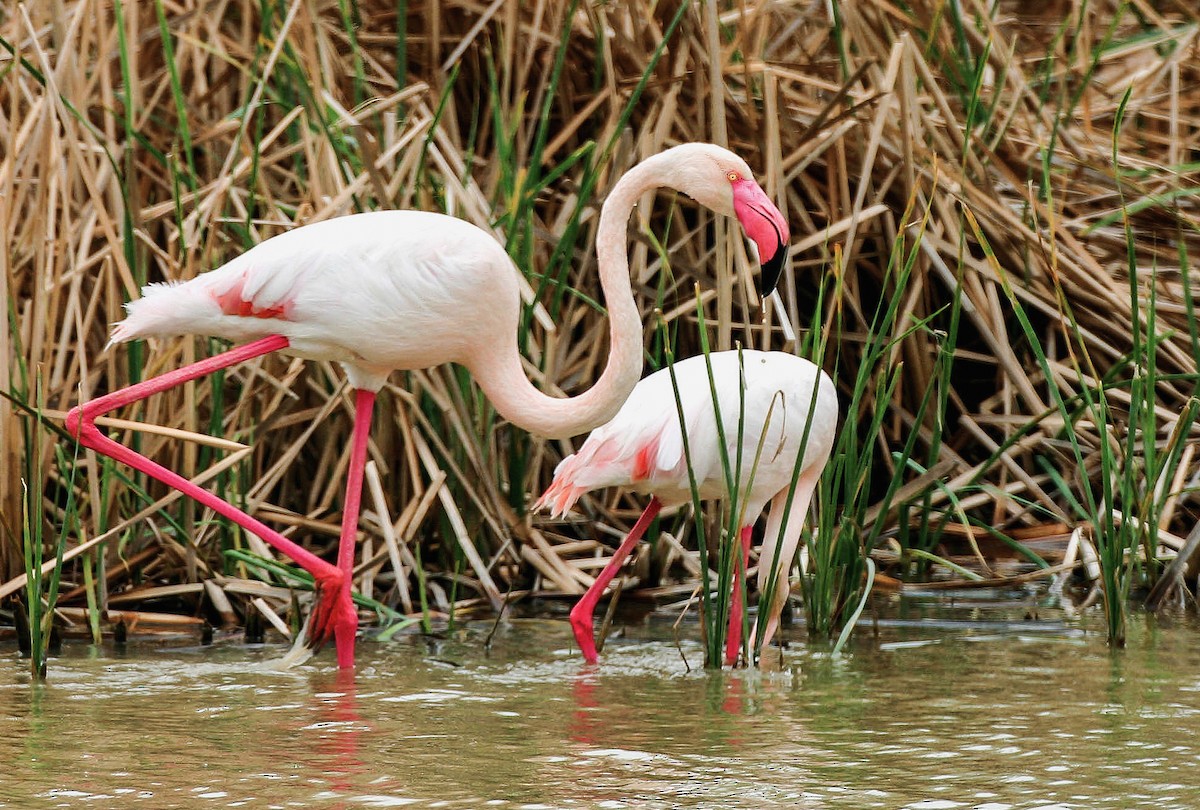 Greater Flamingo - ML162209201