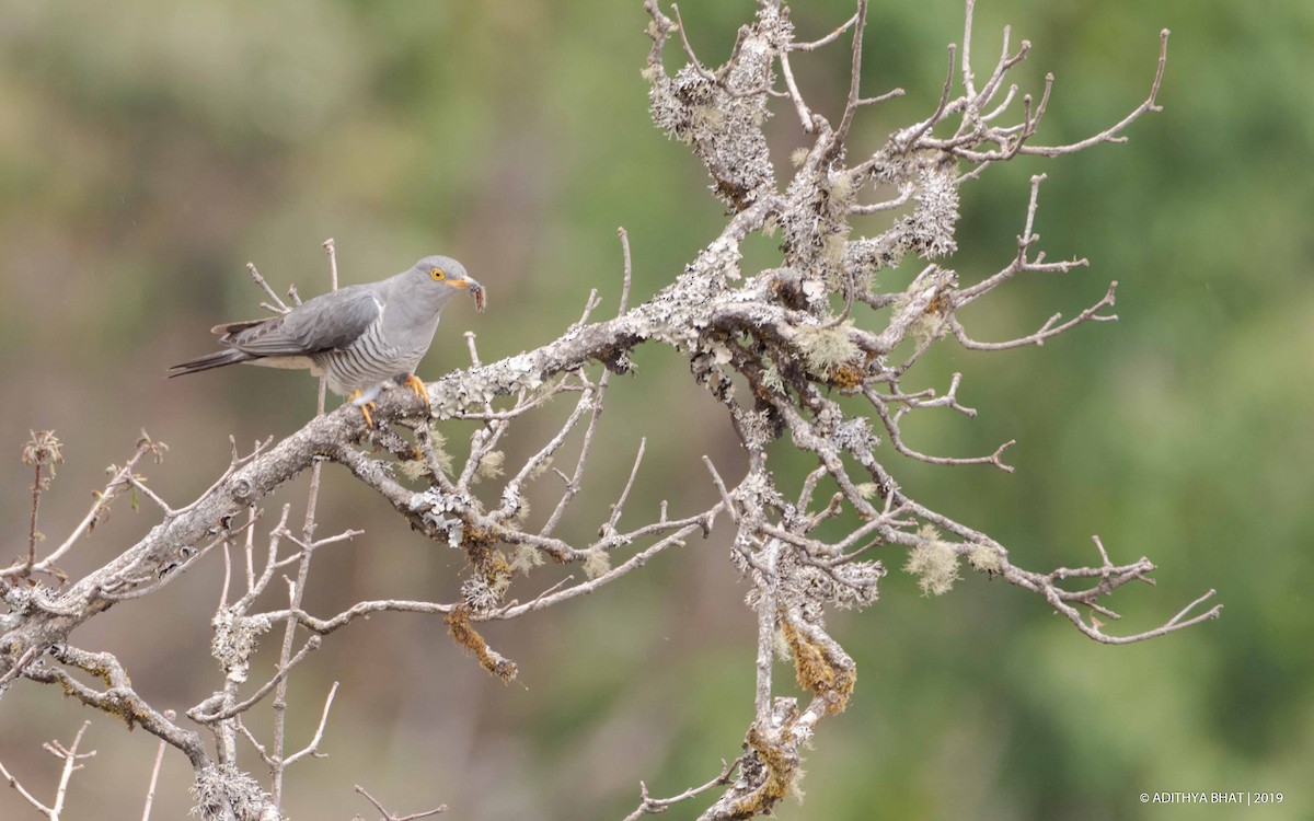 Common Cuckoo - Adithya Bhat