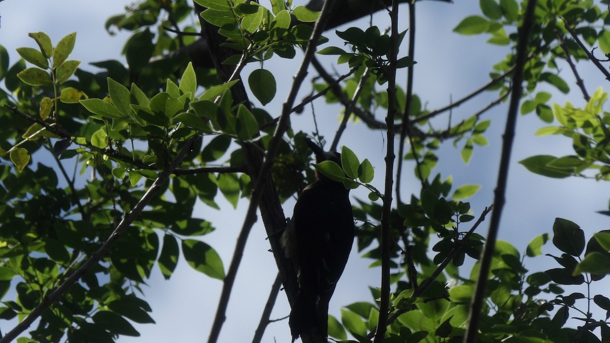 Puerto Rican Woodpecker - ML162209521