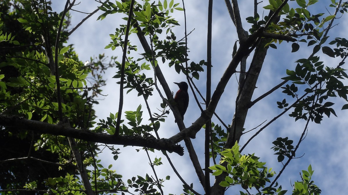 Puerto Rican Woodpecker - ML162209531