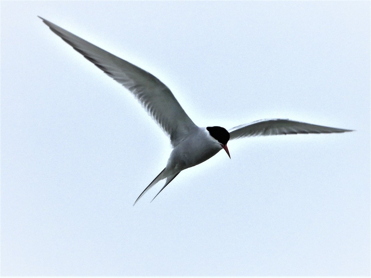 Arctic Tern - ML162210041