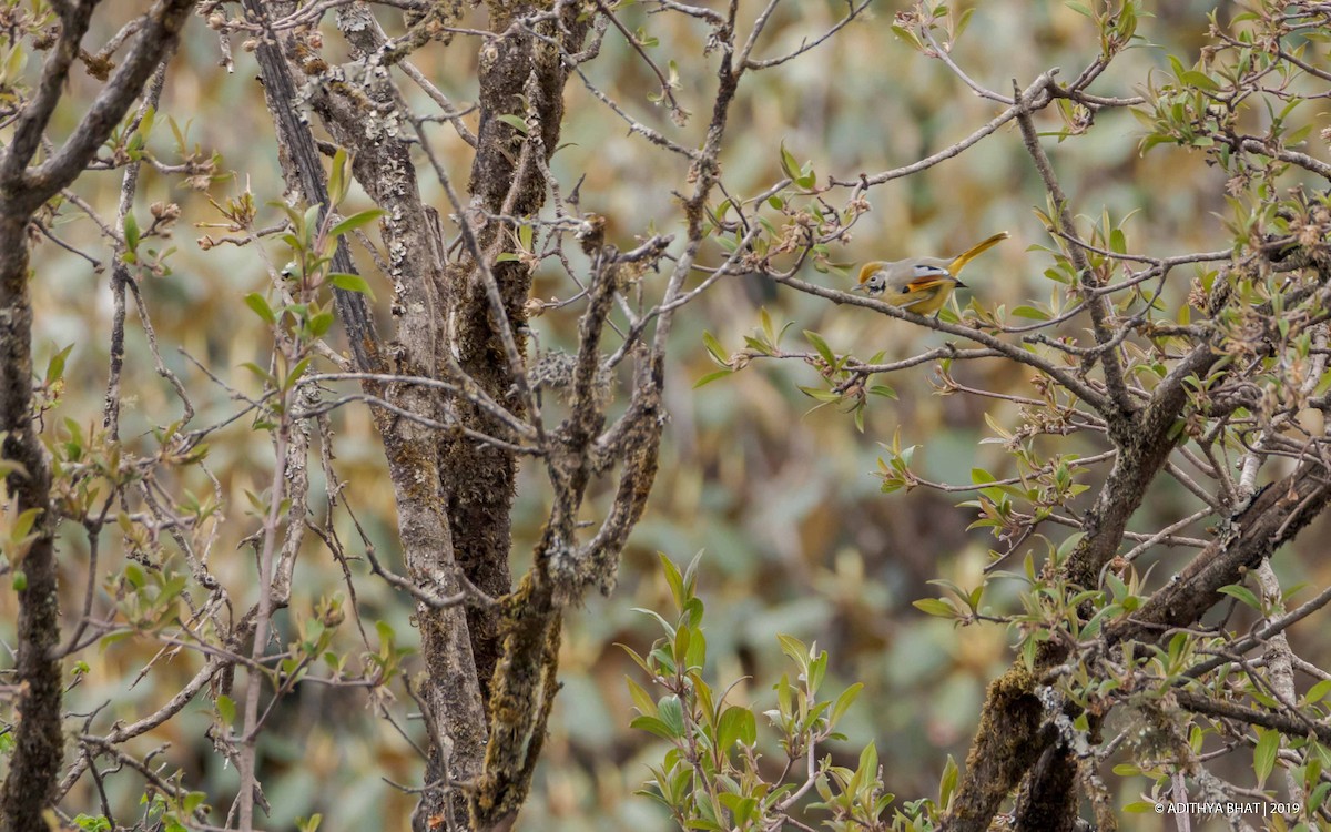 Chestnut-tailed Minla - Adithya Bhat
