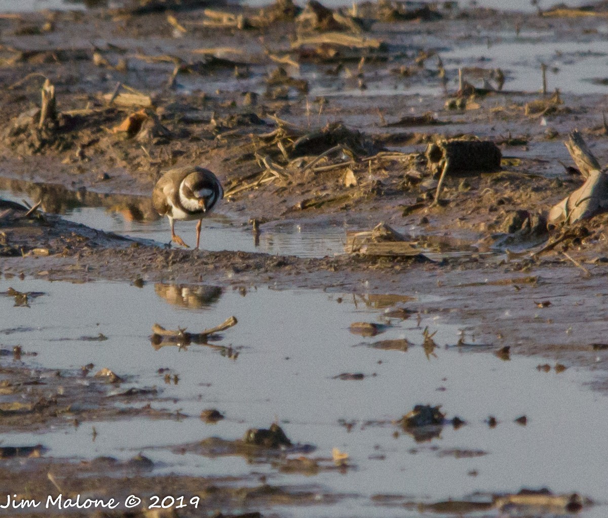 Semipalmated Plover - ML162213231