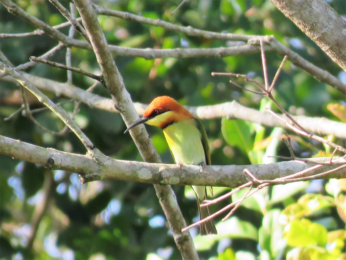Chestnut-headed Bee-eater - ML162214061
