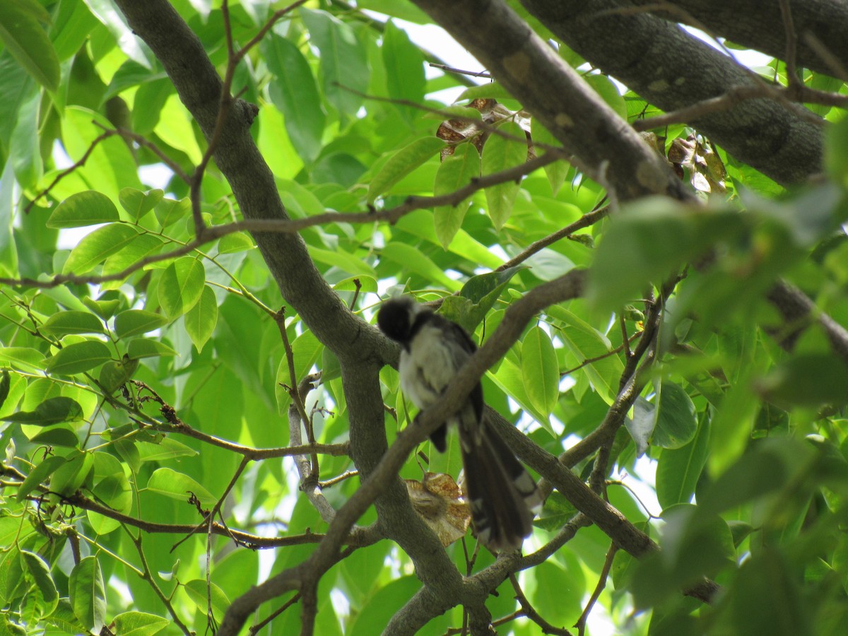 White-throated Fantail - karen pinckard