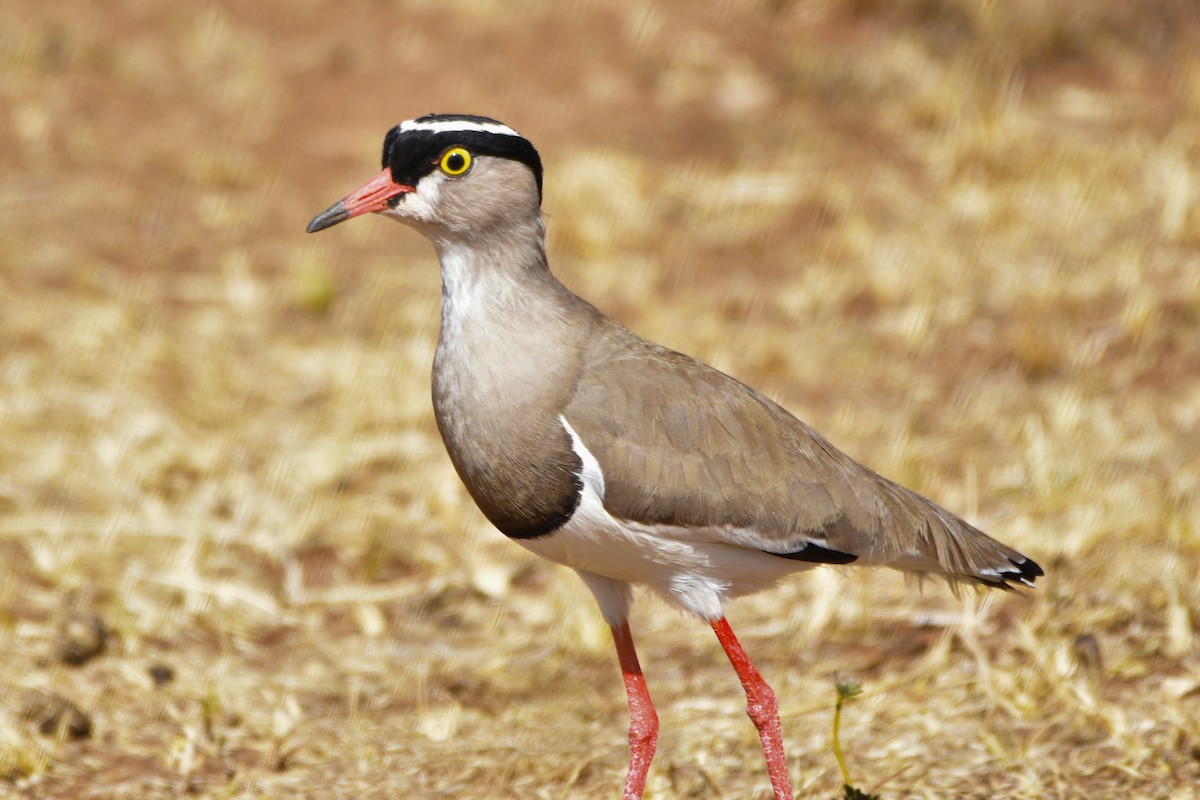 Crowned Lapwing - ML162218361