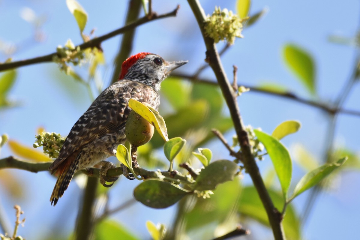Cardinal Woodpecker - ML162218421