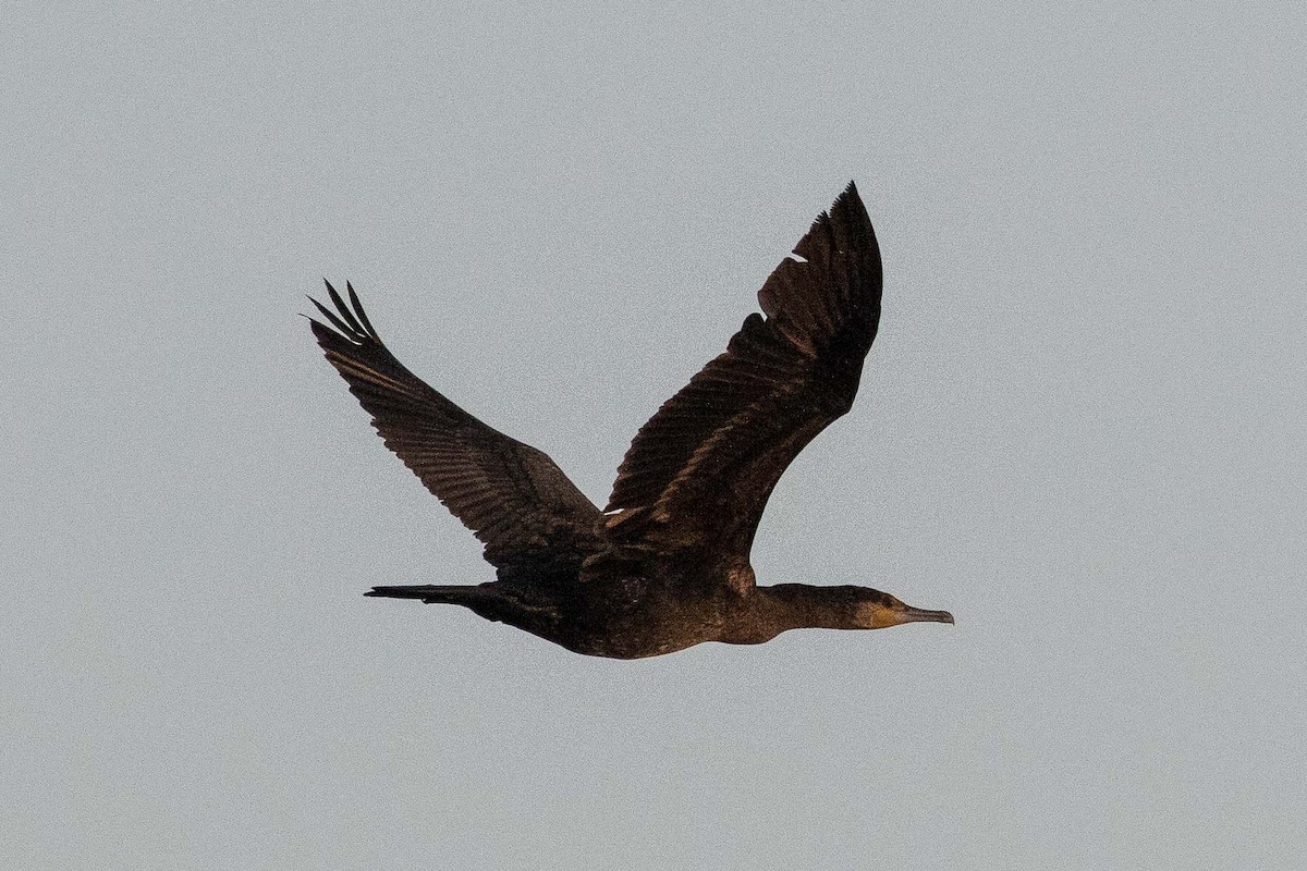 Great Cormorant (Eurasian) - ML162222351