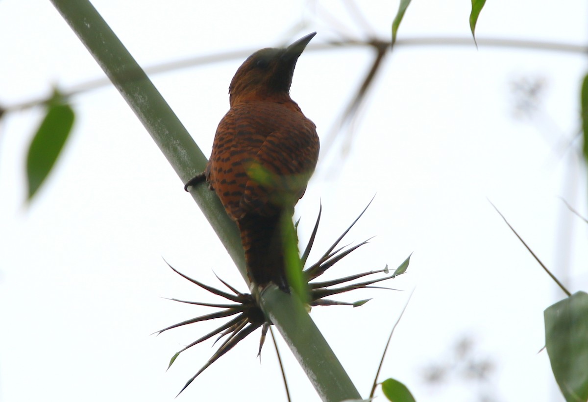 Rufous Woodpecker - ML162223071