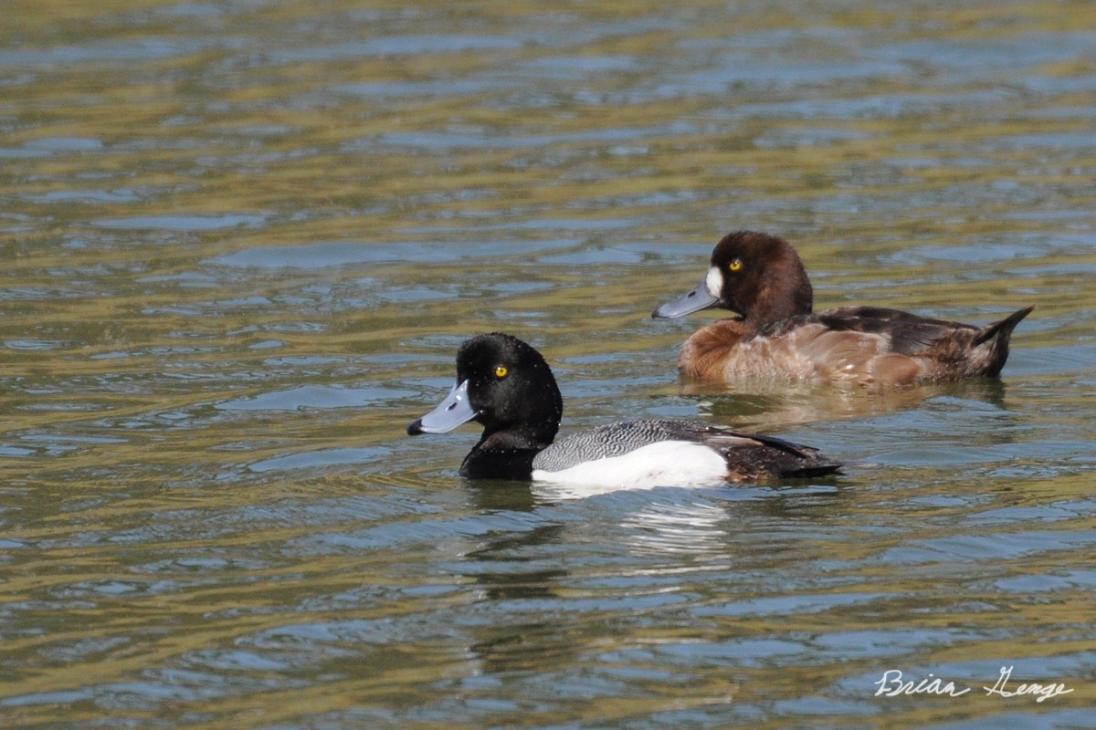 Greater Scaup - ML162224111