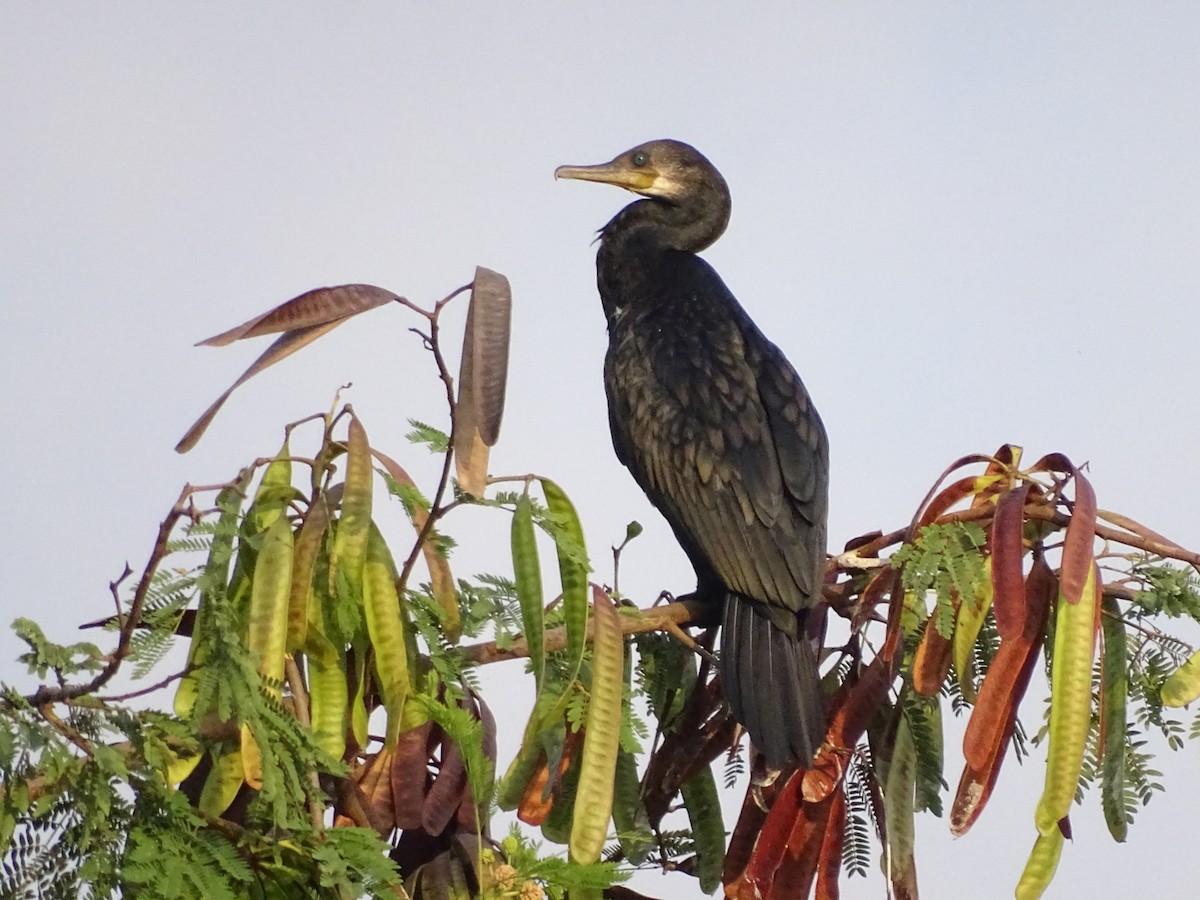 Indian Cormorant - Sumit Majumdar