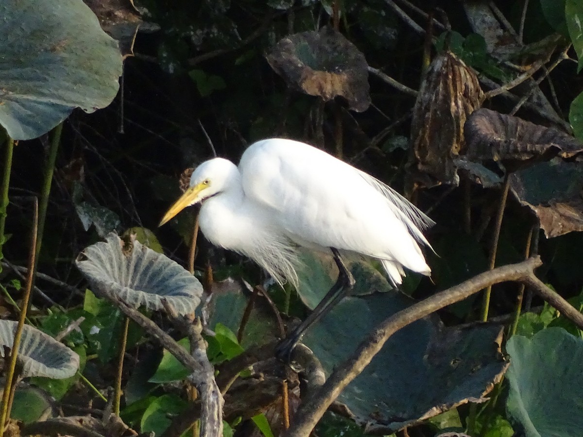 Medium Egret - Sumit Majumdar
