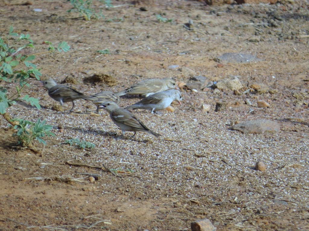 Yellow-throated Sparrow - Rajiv R