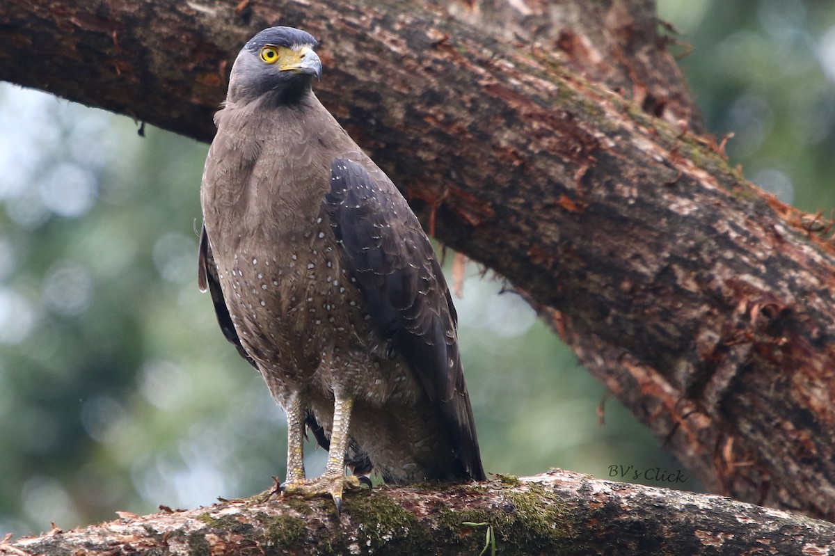 Crested Serpent-Eagle - ML162227591