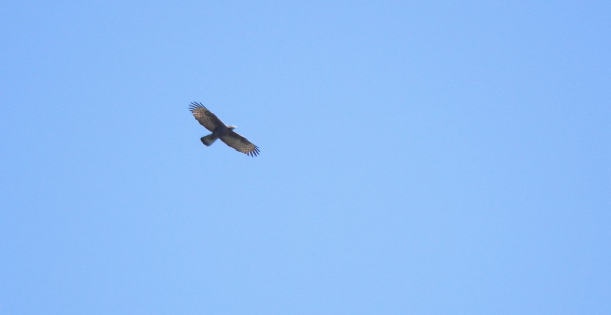 Oriental Honey-buzzard (Northern) - ML162228741