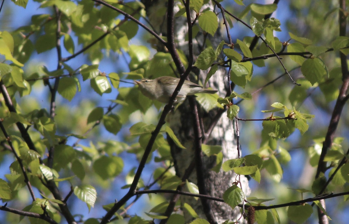 Two-barred Warbler - ML162229031